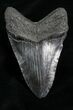 Inch SC Megalodon Tooth #4639-2